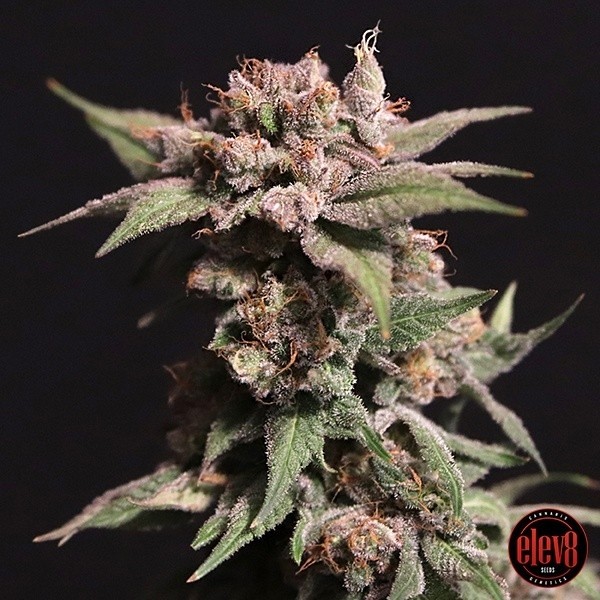 View Strawberry Sugar by Elev8 Seeds - GB The Green Brand