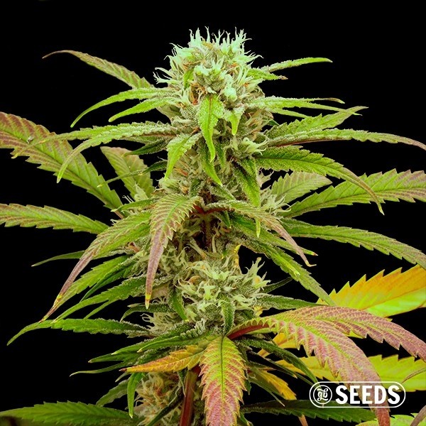 View Critical Fast CBG bulk seeds - GB The Green Brand