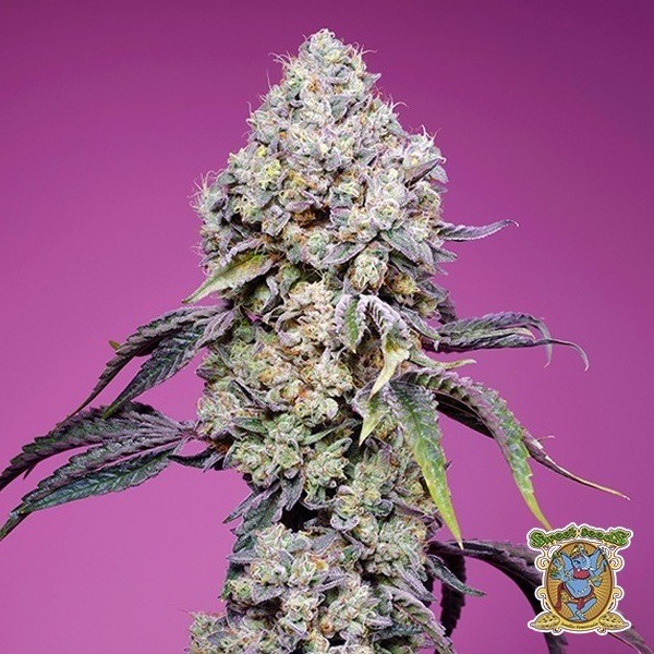 View Sweet Mandarine Zkittlez F1 Fast Version