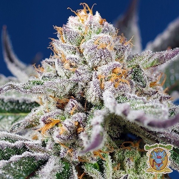 View Orange Apricot Glue XL Auto