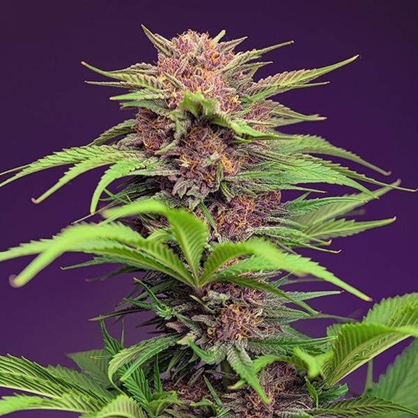 View Red Mimosa XL Auto