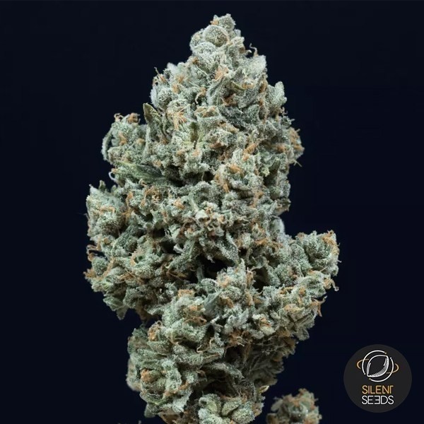 View Critical+ 2.0 Autoflowering