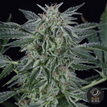 Critical Jack Autoflowering