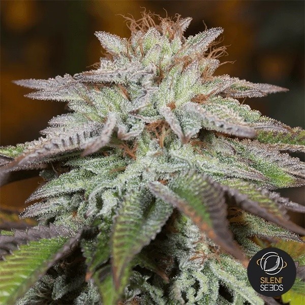 View L.A. Vanilla Cake Auto
