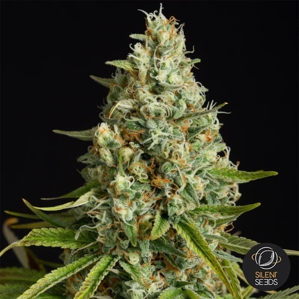 View Amnesia Lemon