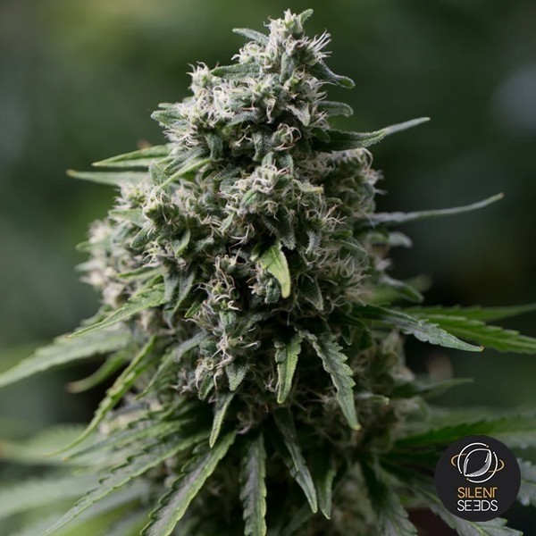 View Critical+ 2.0 by Dinafem - Grow Barato
