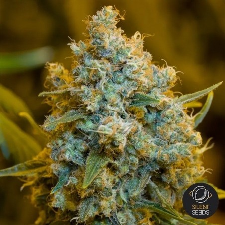 Critical Jack by Dinafem seeds - Grow Barato