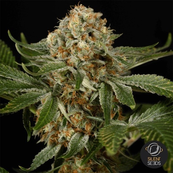 View OG Kush