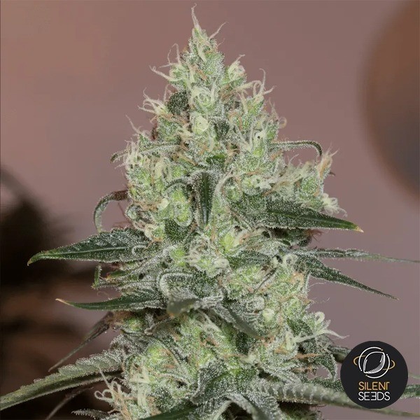View Original Amnesia by Dinafem seeds - GB