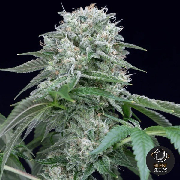 View Starfire OG