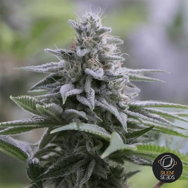 View Zkittlez 2.0