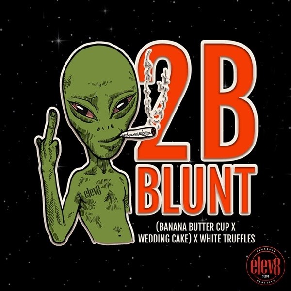View 2B Blunt Elev8 Seeds