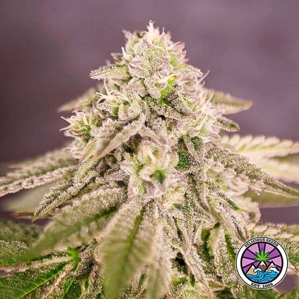 View Bay Burger by Delicious Seeds - GB The Green Brand