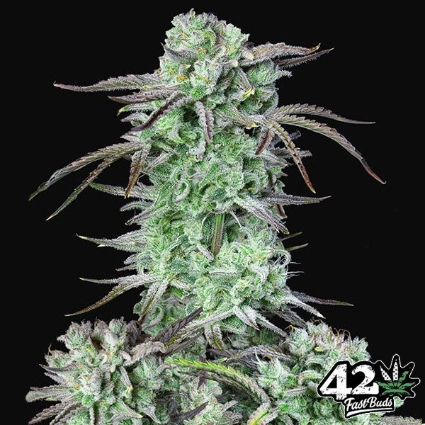 View Strawberry Banana Auto
