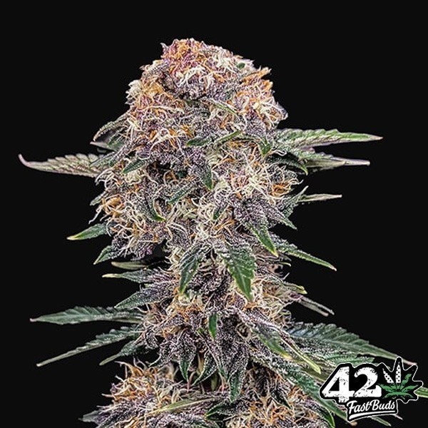 View Cherry Cola Auto