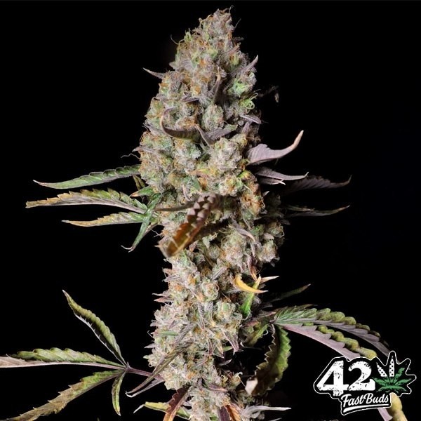View Gorilla Zkittlez Auto