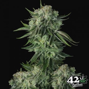 Moby Dick Auto Fast Buds