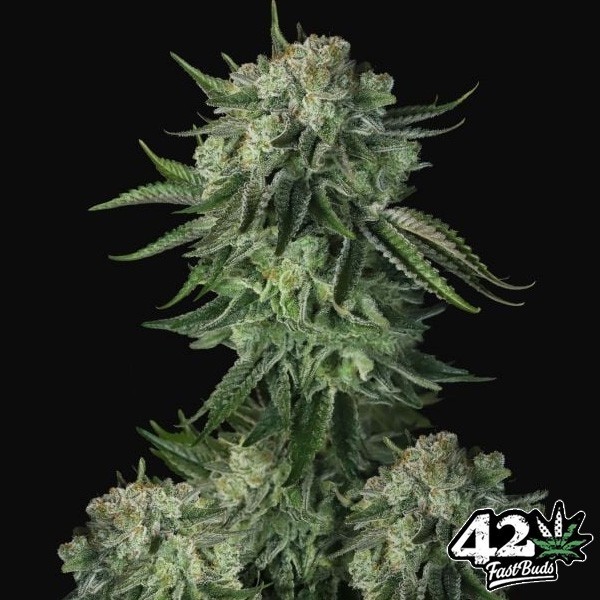 View Moby Dick Auto