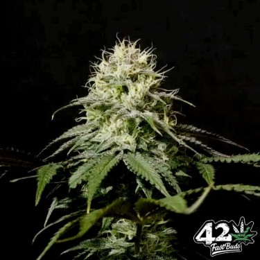 Tropicana Cookies Fast - GB The Green Brand