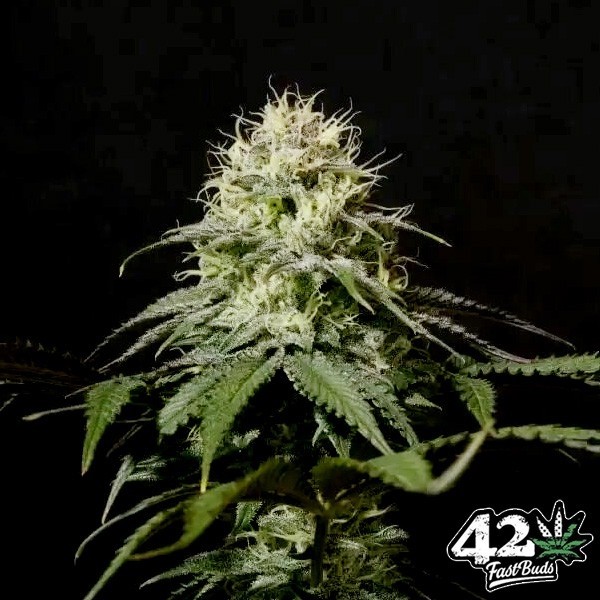 View Tropicana Cookies Fast - GB The Green Brand
