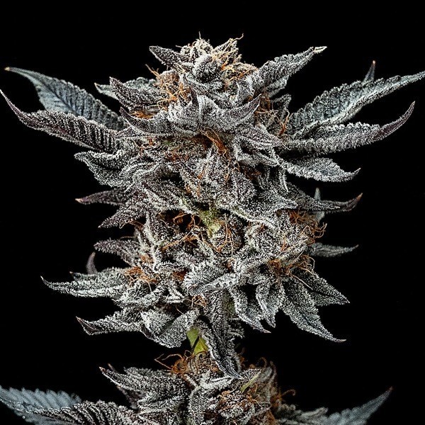 View Gorilla Kingdom Glue Auto - BSF Seeds Auto - GB