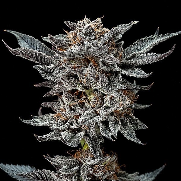 View Gorilla Kingdom Glue 4 by BSF Seeds Feminized - GB