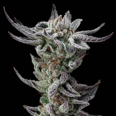 Gorilla Kingdom Glue Faster by BSF Seeds-GB