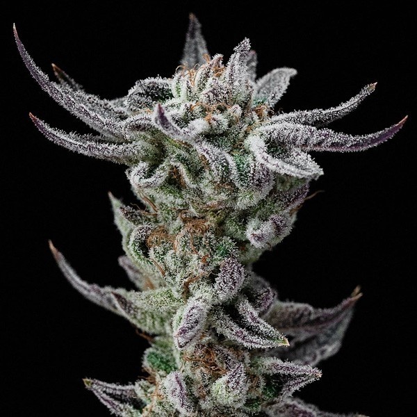 View Gorilla Kingdom Glue Faster by BSF Seeds-GB