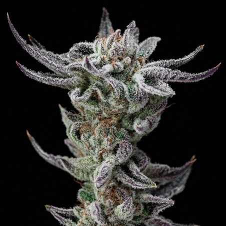 Gorilla Kingdom Glue Faster by BSF Seeds-GB