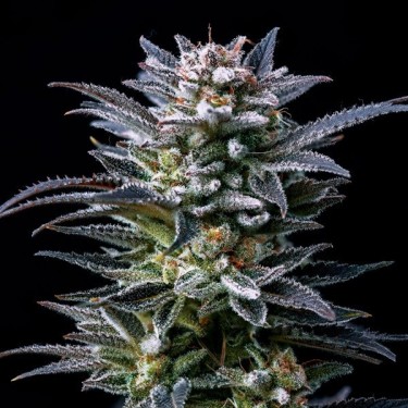 Purchase Gorilla Kingdom Ghost by BSF Seeds - GB