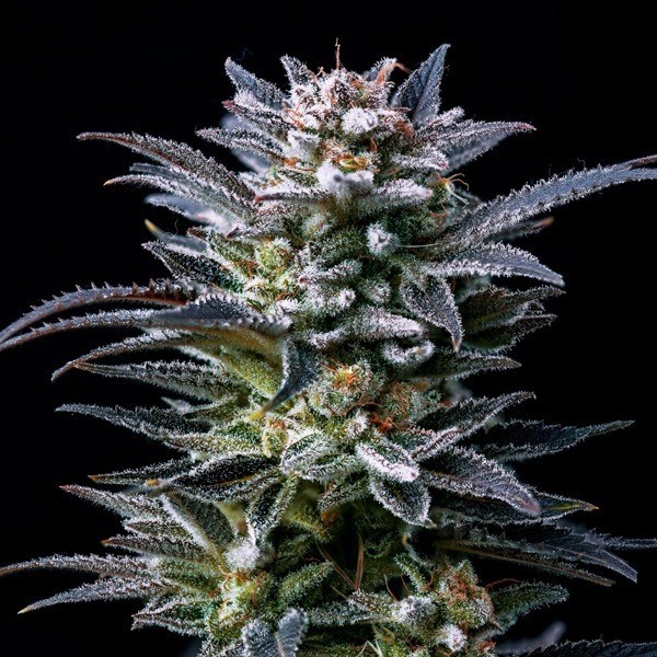 View Purchase Gorilla Kingdom Ghost by BSF Seeds - GB