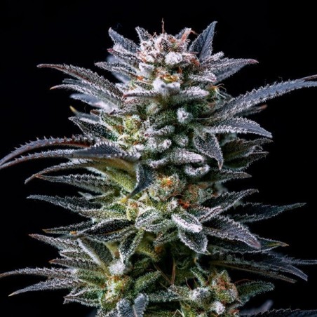 Purchase Gorilla Kingdom Ghost by BSF Seeds - GB