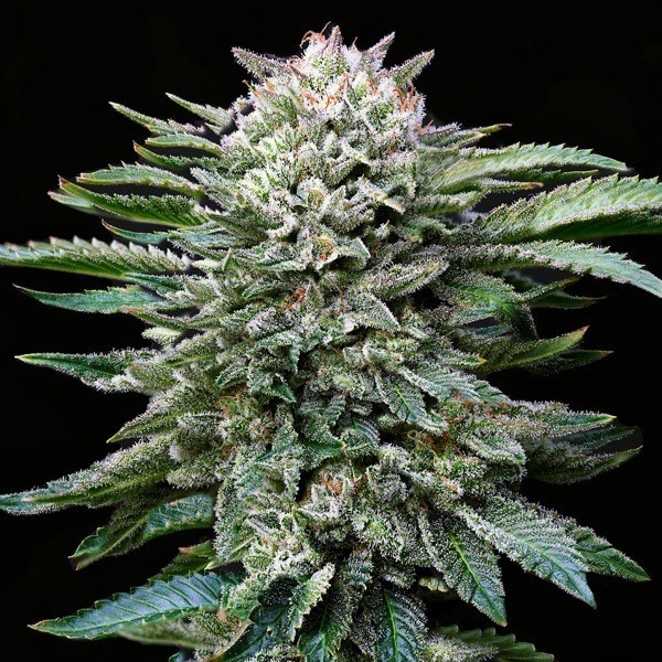 View Buy Gorilla Kingdom White by BSF Seeds - Grow Barato