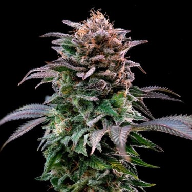 Buy Gorilla Kingdom Banana by BSF - Grow Barato