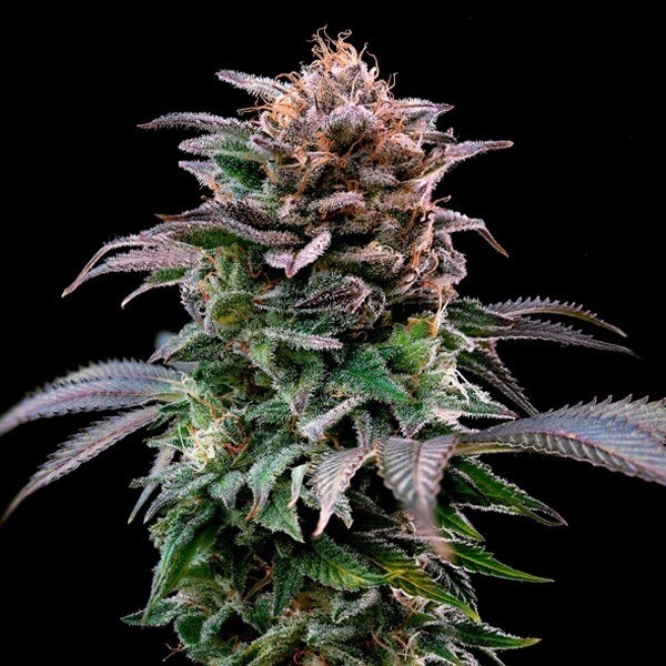 View Buy Gorilla Kingdom Banana by BSF - Grow Barato