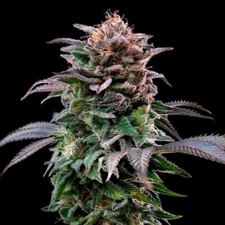 Buy Gorilla Kingdom Banana by BSF - Grow Barato