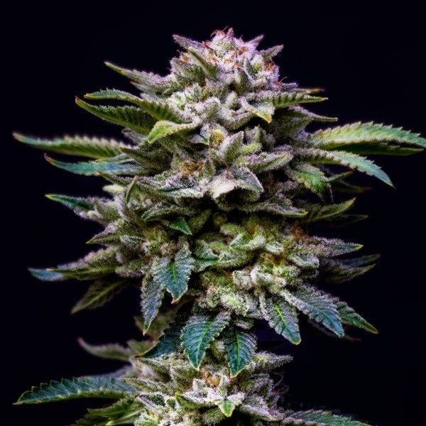 View Gorilla Kingdom Rainbow BSF Seeds - The Green Brand