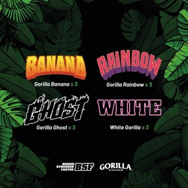 Buy Gorilla Family Mix by BSF Seeds - GB