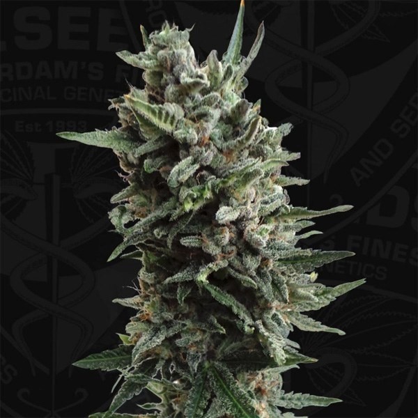 View T.H. Seeds’ Auto Critical Hog automatic - GB
