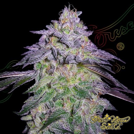Nori Cake green house seeds