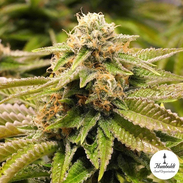 View Gorilla Breath