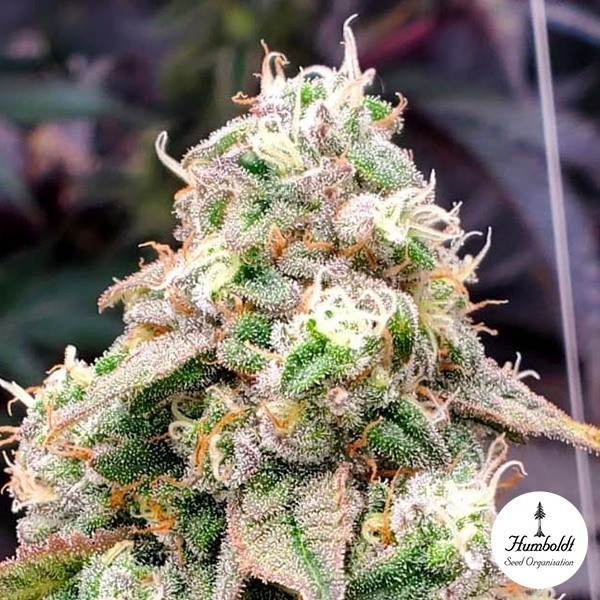View Gushers Fast Flowering