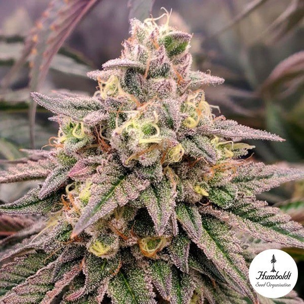 View Forbidden Fruit Fast Flowering