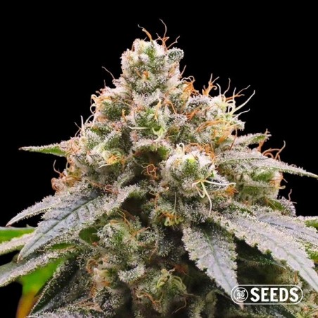 Buy cheap Gorilla Glue #4 seeds  - GB The Green Brand