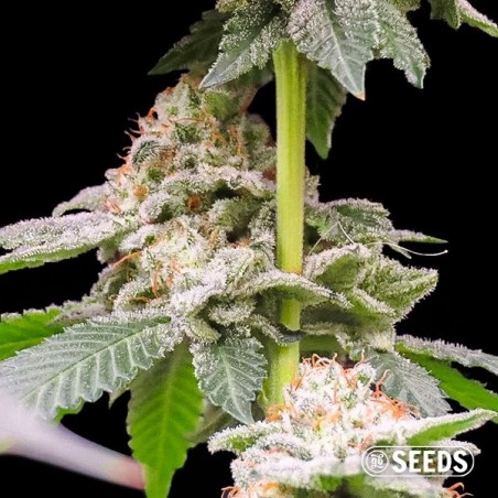 Buy cheap Gorilla Glue #4 seeds  - GB The Green Brand