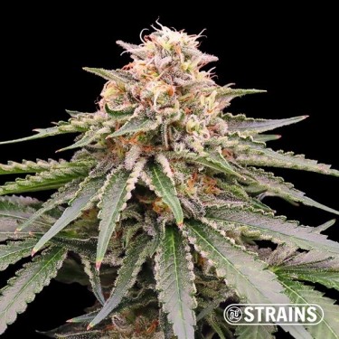 Dos y Glue by GB Strains Feminized Seed - GB