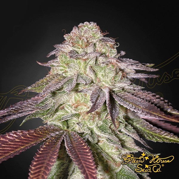 View Sugarlato Auto - Green House Seeds