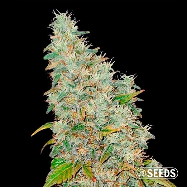 View Auto Banana XL - Autoflowering Strain - GB