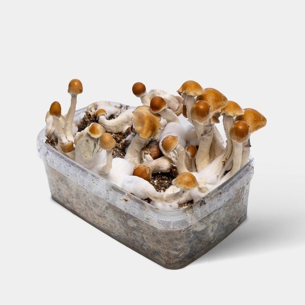 View Amazonian Magic Mushroom Grow Kit