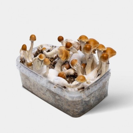 Amazonian Magic Mushroom Grow Kit